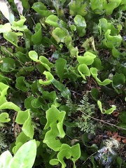 Hymenophyllum nephrophyllum