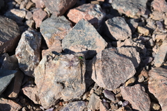 Somatochlora franklini
