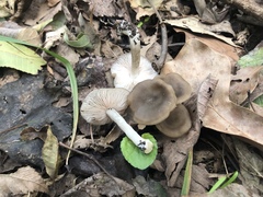 Entoloma