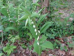Polygonatum odoratum pluriflorum