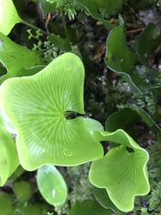 Hymenophyllum nephrophyllum