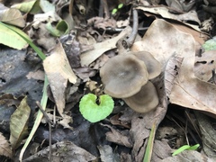 Entoloma