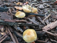 Psilocybe allenii