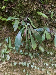 Antrophyum formosanum