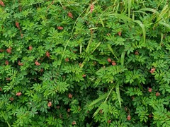 Indigofera hendecaphylla