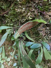 Antrophyum formosanum