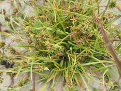 Juncus repens