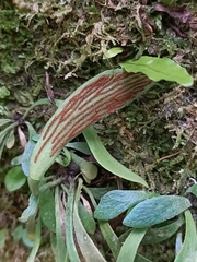 Antrophyum formosanum