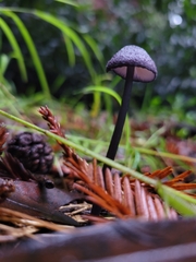 Entoloma largentii
