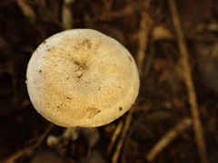 Entoloma albogriseum