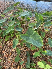 Colocasia