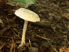 Entoloma albogriseum
