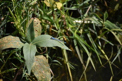 Ischnura denticollis