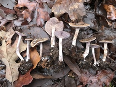 Pseudoomphalina cokeri