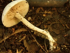 Entoloma albogriseum