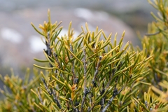 Orites acicularis