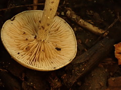 Entoloma albogriseum