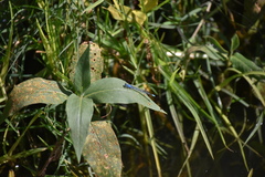 Ischnura denticollis