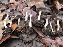 Pseudoomphalina cokeri