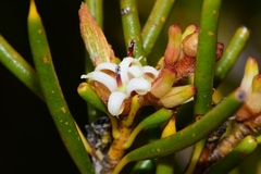Orites acicularis