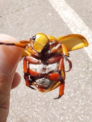 Anoplognathus montanus