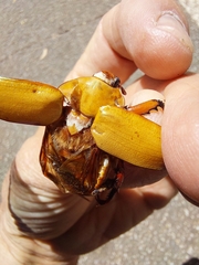 Anoplognathus montanus