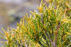 Orites acicularis