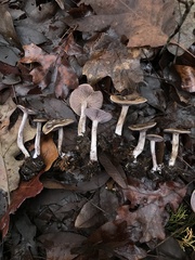 Pseudoomphalina cokeri