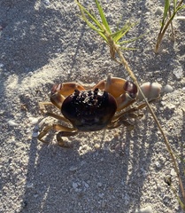 Gecarcinus lateralis