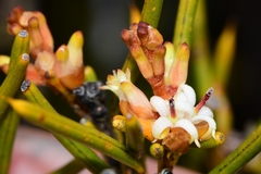Orites acicularis