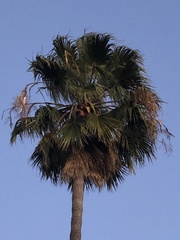 Washingtonia