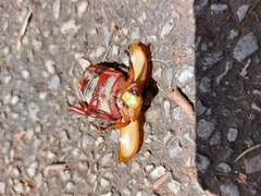 Anoplognathus montanus