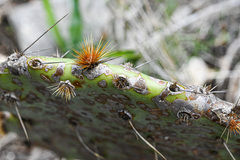 Opuntia gilvescens