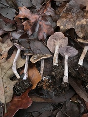 Pseudoomphalina cokeri