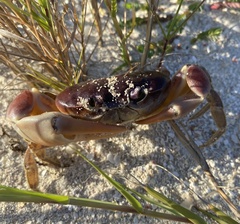Gecarcinus lateralis