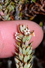 Planocarpa petiolaris