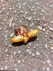 Anoplognathus montanus