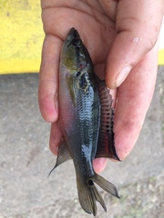Crenicichla lepidota