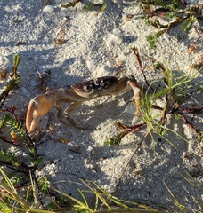 Gecarcinus lateralis