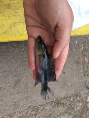 Crenicichla lepidota