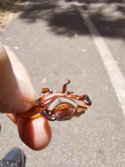 Anoplognathus montanus