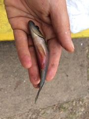 Crenicichla lepidota