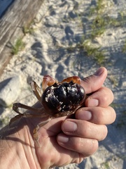 Gecarcinus lateralis