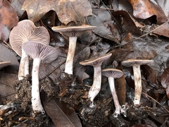 Pseudoomphalina cokeri