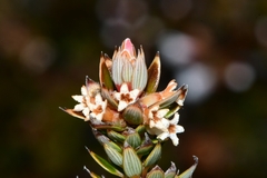 Planocarpa petiolaris