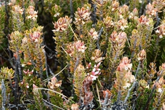 Planocarpa petiolaris