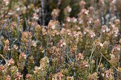Planocarpa petiolaris