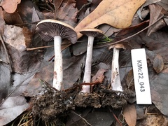 Pseudoomphalina cokeri