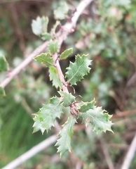Quercus berberidifolia