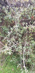 Quercus berberidifolia